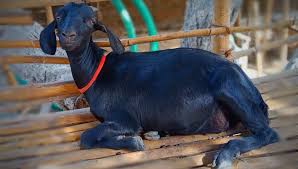 Goat Bloating Causes Symptoms Treatment And Prevention