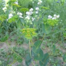 Image result for Bupleurum