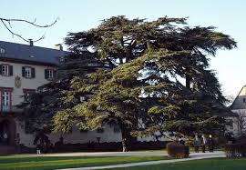 Emotionally, i find atlas cedarwood essential oil to be grounding and calming, and it is said to help combat negativity. Cedrus Atlantica Atlas Cedar For Sale