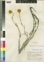 Image result for Helichrysum umbraculigerum