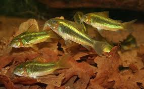 Corydoras Sp Cw009 Gill 1858 Common Name S Cw009 Green Laser Cory Peru Green Stripe Cory Aquarium Fish Beautiful Fish Aquarium Catfish