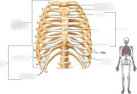 The bones of the rib cage are the sternum, the 12 thoracic vertebrae and the 12 pairs of ribs. Rib Cage Anatomy Diagram Quizlet