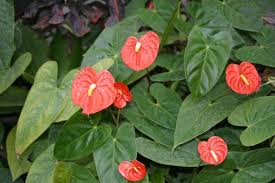 Pin On Anthurium