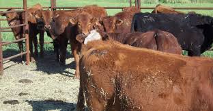 Check spelling or type a new query. Heroes Heroines And History Brands A Return Address For Your Livestock