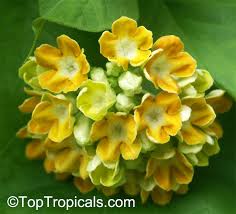 Image result for Telosma