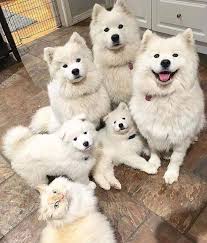 There Is An Interloper Among Us Cute Funny Animals Cute Animals Funny Animals