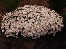 Image result for Tephrosia montana