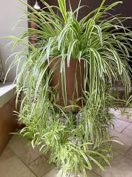 Image result for Chlorophytum comosum
