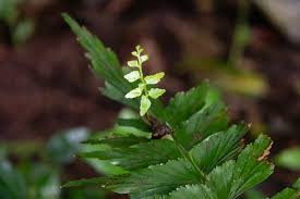 Image result for Asplenium gemmascens