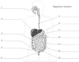 Digestive System Unlabeled L Jpg 845 665 Digestive System Worksheet Digestive System Diagram Digestive System For Kids