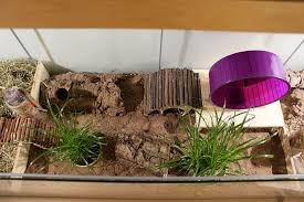 Detolf Cage Middle Hamster Cages Hamster Habitat Hamster Bin Cage