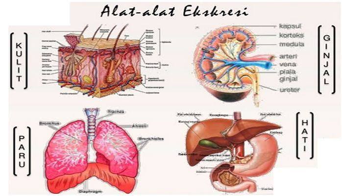 Penjelasan Sistem Ekskresi Pada Manusia Terlengkap
