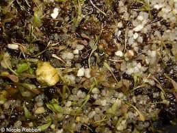 Image result for Utricularia welwitschii