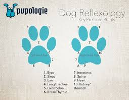 Dog Reflexology Key Pressure Points A Simple Foot Chart