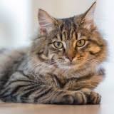 Aug 08, 2020 · el gato homenajeado el 20 de febrero se llamó socks y perteneció a la familia clinton durante la presidencia de bill. Dia Internacional Del Gato 2021
