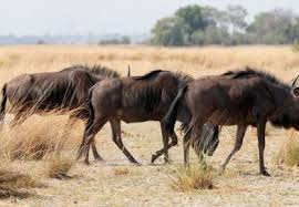 Image result for Pseudopodospermum hispanicum