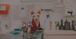 Gully animal hospital uses the latest technical and medical advances to help diagnose conditions and injuries that are affecting. Pet Insurance Vet Care Animal Hospital North South Arlington Clarendon Animal Care