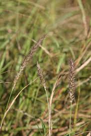 Image result for Cenchrus ciliaris