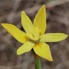 Image result for Moraea simulans