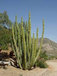 For pot culture it needs standard cactus soil. Plant Cactuses Now To Experience Nighttime Blooms In The Summer