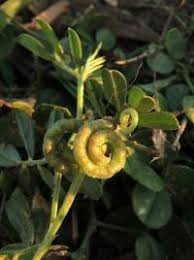 Image result for Indigofera circinella