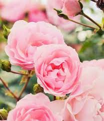 اجمل صور ورد روز جميل اوى transplanting roses rose bush rose care