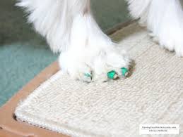 5 Ways To Help Your Dog Walk On Slippery Floors Slippery Floor Dog Stairs Dog Pads