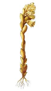 Image result for Monotropa  hypopitys