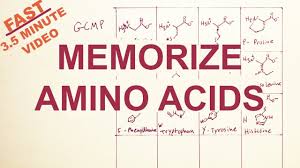 Easy Memorize The Twenty Amino Acids Structure And Code Tryptophan Correction