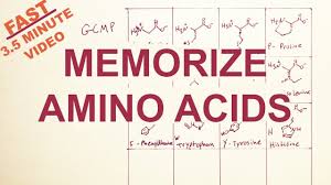 easy memorize the twenty amino acids structure and code tryptophan correction