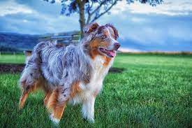 Australian Shepherd Dog Breed Information
