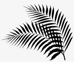 Palm Leaf Drawing Png Palm Leaves Black And White Png Image Transparent Png Free Download On Seekpng 119,000+ vectors, stock photos & psd files. palm leaf drawing png palm leaves