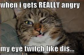 Movies like twitches include twitches too, read it and weep, wizards of waverly place: Pin By Michelle Prodoehl Walter On Animal Love Funny Cute Cats Best Cat Memes Funny Cute