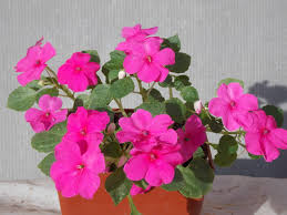 Image result for Impatiens warburgiana