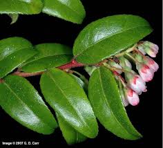 Image result for Vaccinium stanleyi