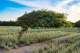 Image result for Libidibia coriaria