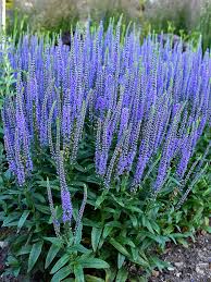 The ravishing flowers may rebloom intermittently throughout the summer. Veronica Blue Skywalker Bluestone Perennials