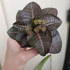 Image result for Euphorbia baylissii