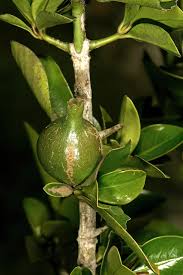 Image result for Hyperacanthus amoenus