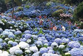The Yohena Hydrangea Garden In Okinawa Japan A Hydrangea Lover S Paradise Hydrangea Garden Planting Hydrangeas Hydrangea Not Blooming