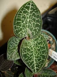 Orchid Anoectochilus Formosanus Jewel Orchid Ornamental Plants Orchids