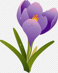 Spring crocus (framed 20 x 16) by yvonne pecor mucci. Drawing Crocus Watercolor Painting Purple Herbaceous Plant Png Pngwing