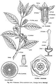 Image result for Rutaceae