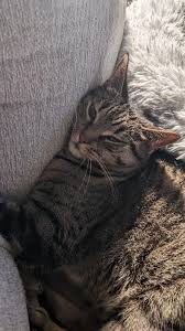Historias de rescate de gatos : r/cats