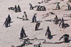 Like all extant penguins, it is flightless, with a streamlined body and wings stiffened and flattened into flippers for a marine habitat. African Penguin Spheniscus Demersus Tourist Attraction At Boulders Beach South Africa Grid Arendal