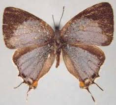 Image result for Globimetula anguliflora