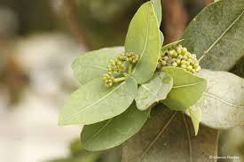 Image result for Syzygium cordatum ×  guineense