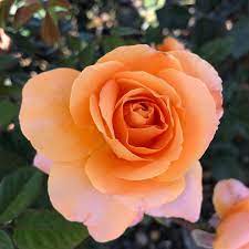 If i would have had the room to arrange it in this flowerbed i would have planted a contrasting climbing rose right beside tangerine skies to interact. Tangerine Skies Climbing Rose Otto And Sons Nursery Facebook