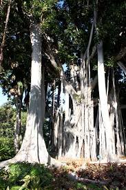 Die pflanzenwelt ist hier in verschiedene regionen eingeteilt, die zeigen, in welchen teilen der erde die botanik eigentlich heimisch ist. Botanischer Garten In Puerto Eindrucksvolle Exotische Pflanzenwelt
