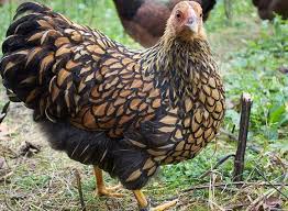 Kennst Ihr Das Wyandotten Huhn Nicht Dann Stellen Wir Es Euch Mal Vor Gartenhuehner De Huhner Huhner Als Haustiere Huhnerrassen